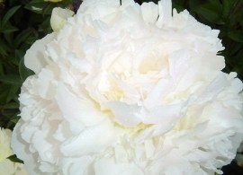white sarah bernhardt2_124_465